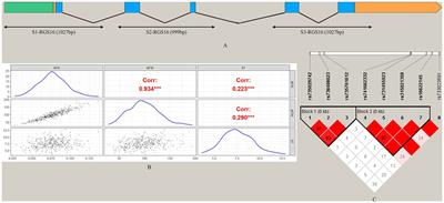 Exploring the association between fat-related traits in chickens and the RGS16 gene: insights from polymorphism and functional validation analysis